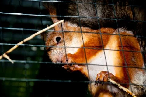 Squirrel in a cage Stock Photos