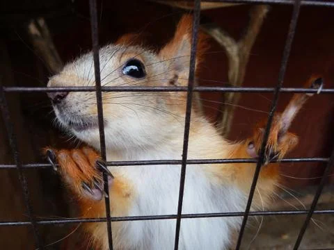 Squirrel in cage Stock Photos
