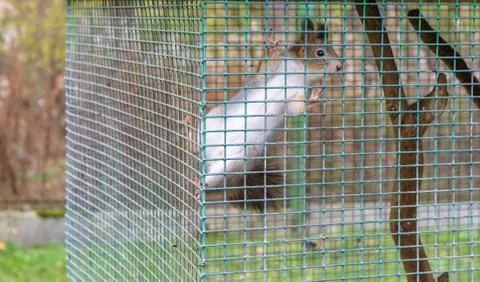 Squirrel in cage Stock Photos