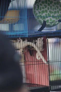 Squirrel in a cage Stock Photos