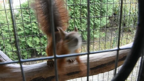 A squirrel in a cage. Summer. The squirrel's holding on to the bars. 스톡 동영상 114774076