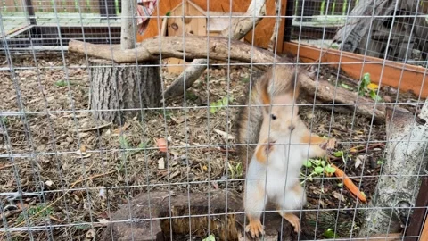 A squirrel in a cage at a zoo, kept in captivity Video stock 329091703