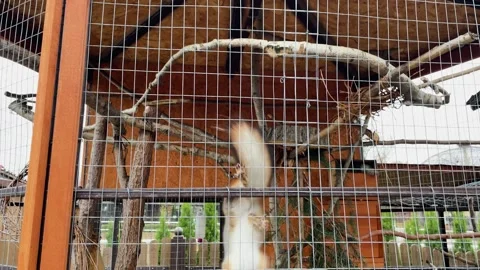 A squirrel in a cage at a zoo, kept in captivity 스톡 동영상 329091706