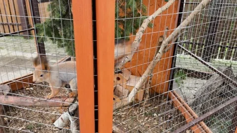 A squirrel in a cage at a zoo, kept in captivity Stock Footage 329091722