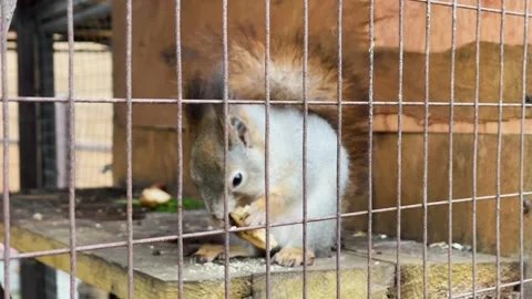 A squirrel in a cage at a zoo, kept in captivity Stock Footage 329091734