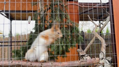 A squirrel in a cage at a zoo, kept in captivity Stock Footage 329091738