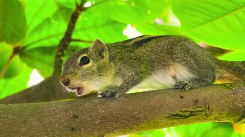 Squirrel calls relatives sitting on a tree branch in Sri Lanka Stock Footage 238834138