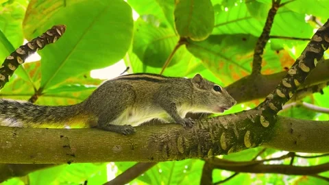 Squirrel calls relatives sitting on a tree branch in Sri Lanka Stock Footage 238834340