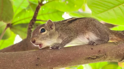 Squirrel calls relatives sitting on a tree branch in Sri Lanka Stock Footage 240610570