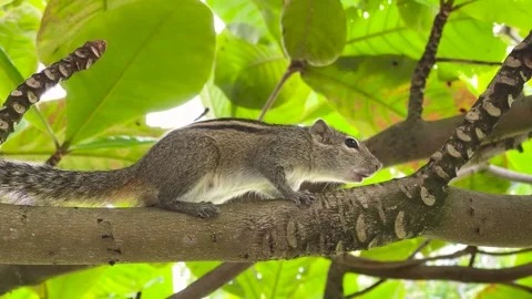 Squirrel calls relatives sitting on a tree branch in Sri Lanka Stock Footage 240749830