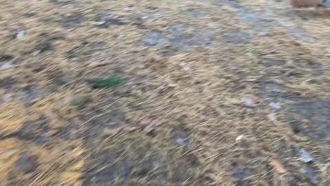 The squirrel came down from the tree to search for food. Stock Footage 253021138