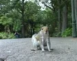 Squirrel on Camera in Cape Town SD Footage