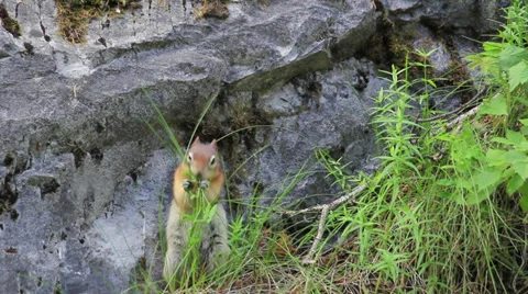 Squirrel Canada 001 MS.mp4 스톡 동영상 27452126