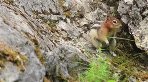 Squirrel Canada 003 MS.mp4 스톡 동영상 27454238