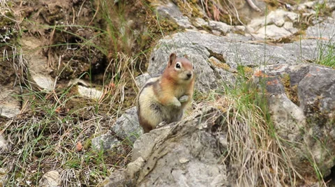 Squirrel Canada 004 MS.mp4 Stock Footage 27453058