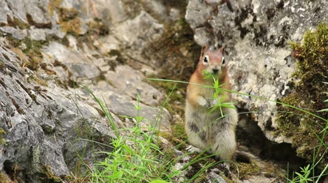 Squirrel Canada 006 MS eating grass leaving frame up Stock Footage 27453873