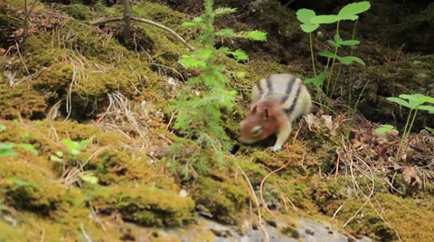 Squirrel Canada 007 MS leaving frame down.mp4 Stock Footage 27453787