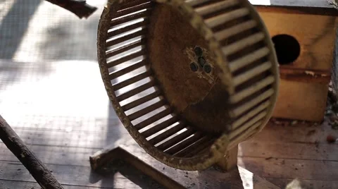 Squirrel in captivity. Squirrel diligently runs on a wheel. Animals in captivity Stock Footage 68081264