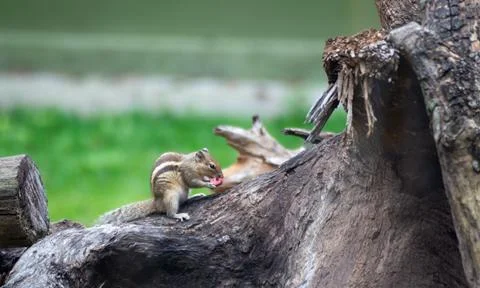 A squirrel captured eating on a branch of a tree. Stock Photos