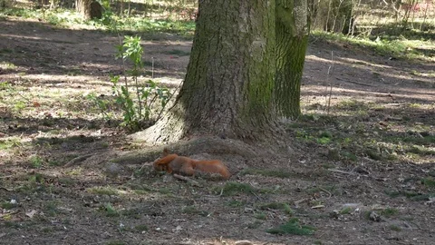 Squirrel carries a cub in the forest Video stock 128951342
