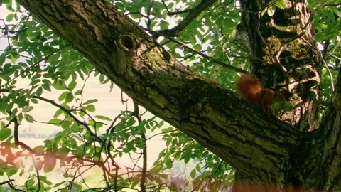Squirrel carries two unripe walnuts in its mouth Stock Footage 311364368