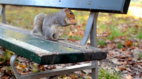 A squirrel catches a nut Stock Footage 33505452