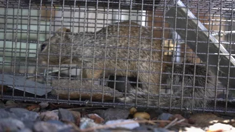 A squirrel caught in a no-kill trap Stock Footage 204154128