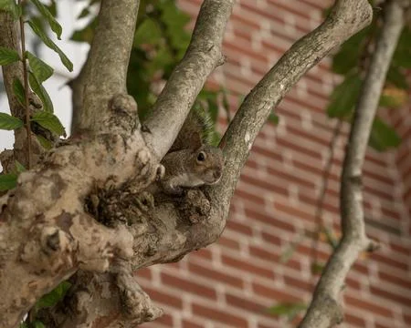 Squirrel caught in tree in the middle of the city in orlando, Miami Stock Photos