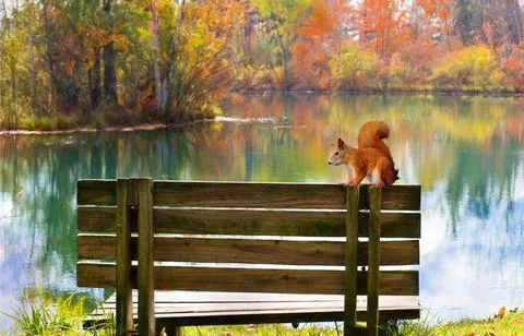 Squirrel caught walking on a bench Stock Photos