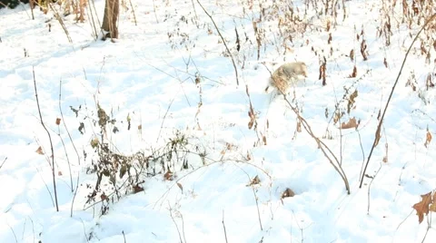 Squirrel in Central Park Video stock 44280940