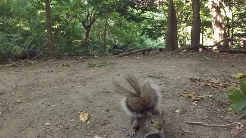 Squirrel, central park 库存影片 115325663
