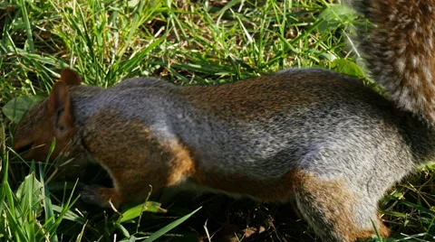Squirrel in Central Park, New York Stock Footage 49677752