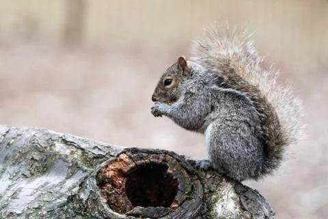 Squirrel in central park 스톡 사진