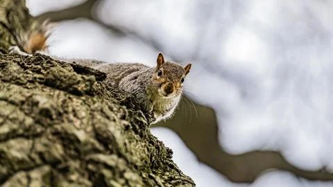 Squirrel Central Park Fotos Stock