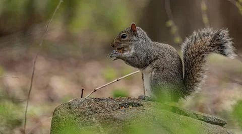 Squirrel Central Park Stock Photos