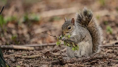 Squirrel Central Park Foto stock