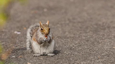 Squirrel Central Park Stock Photos