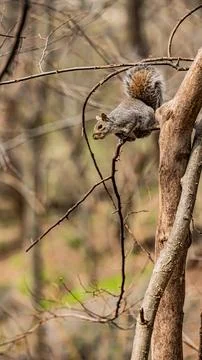 Squirrel Central Park Fotos Stock
