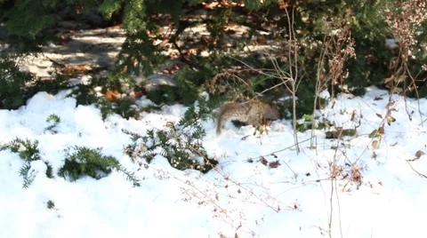 Squirrel in Central Park's woods Video stock 44281315