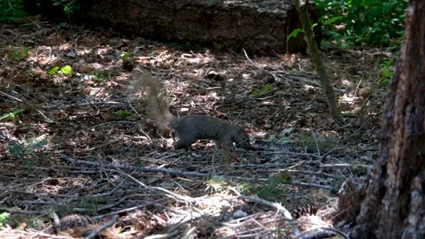A squirrel chases another away while perched on a mossy log in a sunny forest Stock Footage 302810609