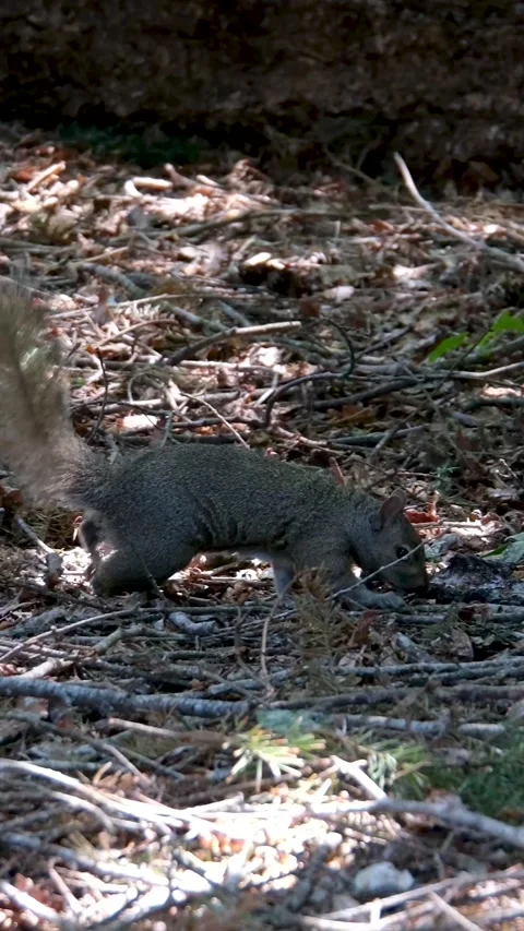 A squirrel chases another away while perched on a mossy log in a sunny forest Stock Footage 302810654