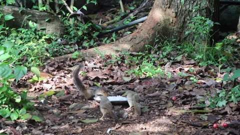 Squirrel Chasing Birds Away from Its Plate of Rice Kept Outside Stock Footage 277844751