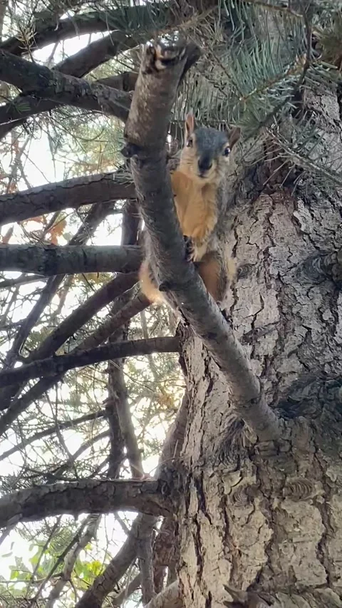 Squirrel Chatters In Tree, Showing Underside, Pendleton, Oregon, USA - 02 Oct 20 Stock Footage 303848118