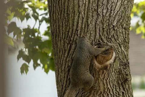 Squirrel Checking for food Foto stock