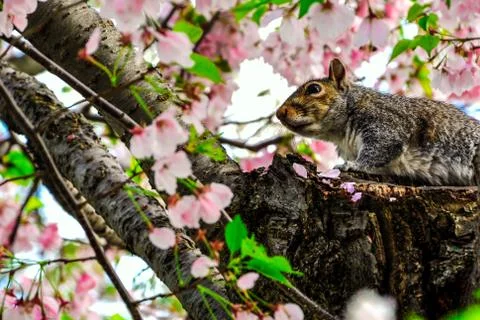 Squirrel in cherry peak bloom Stock Photos