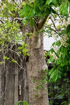Squirrel on Chestnut Tree Trunk Old Wooden Fence Green Leaves Stock Photos