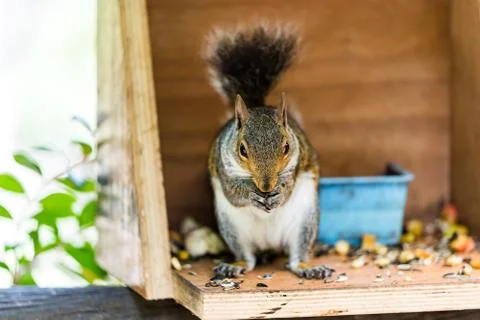 Squirrel chewing some nuts it found Stock Photos