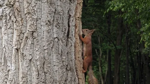 Squirrel chews bark from tree trunk. Stock Footage 295633100