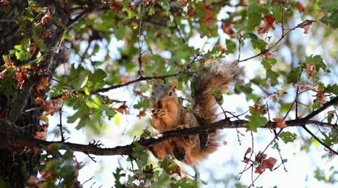 Squirrel chews on a branch of nuts Stock Footage 12288987