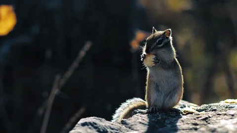 Squirrel chews food on rock 库存影片 168053309